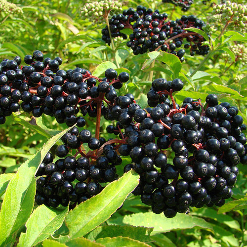 Black Elderberry